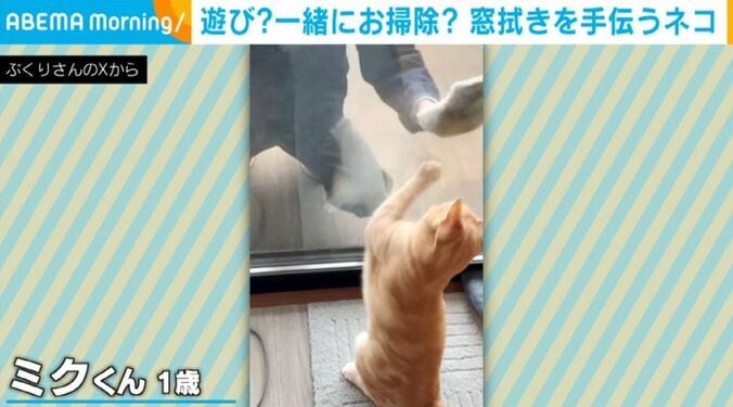 猫のミクくん