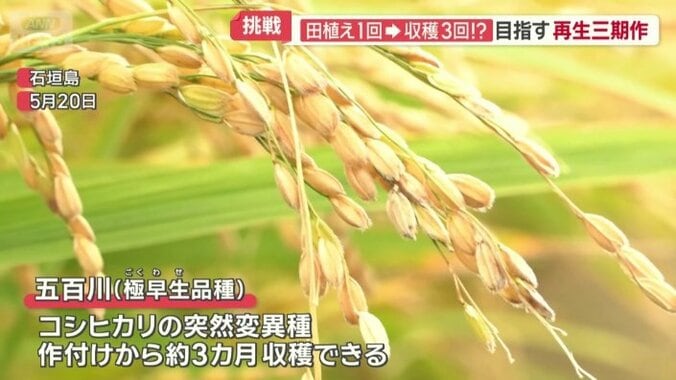 五百川