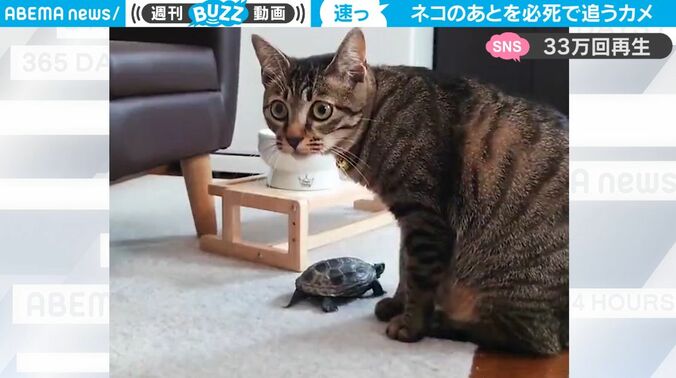 “亀は歩くのが遅い説”を完全に覆した…！ 予想以上のスピードを出して猫のあとを必死で追いかける衝撃映像がネット上で話題に 1枚目