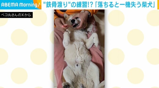 柴犬の茶々丸くん