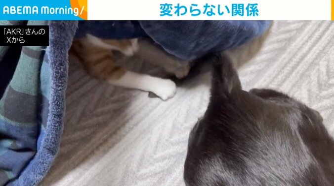 猫のみたらしちゃん（2歳）