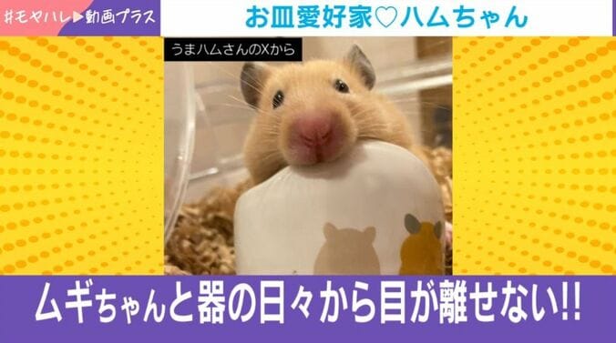 ハムスターのムギちゃん
