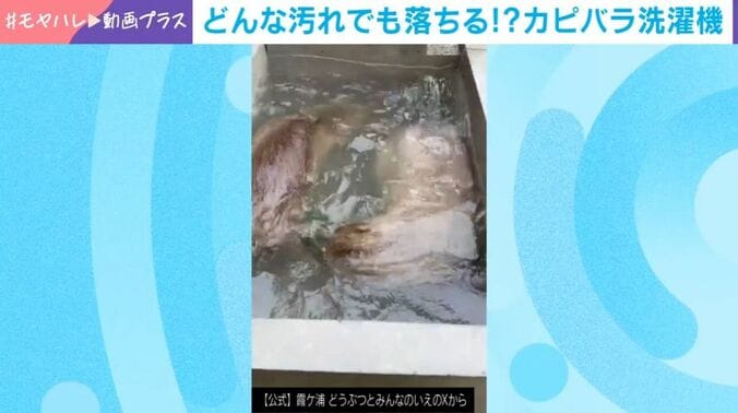 2匹のカピバラ
