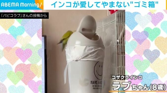コザクラインコのラブちゃん
