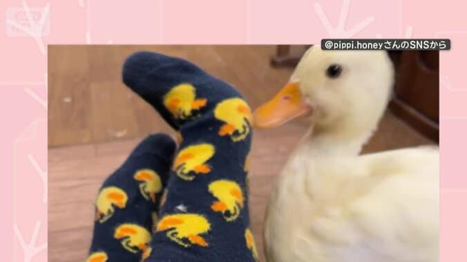 靴下を見つめる