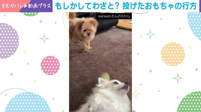 ぽむきちくんとあるじくん