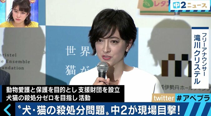 年間５万匹が炭酸ガスや麻酔薬で　人間の勝手な都合で殺処分されていく動物たち 4枚目