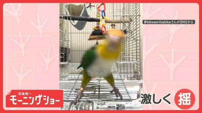 「パンチよけます」調整万全　まるでプロボクサーなシロハラインコさん　戦う練習中？ 1枚目