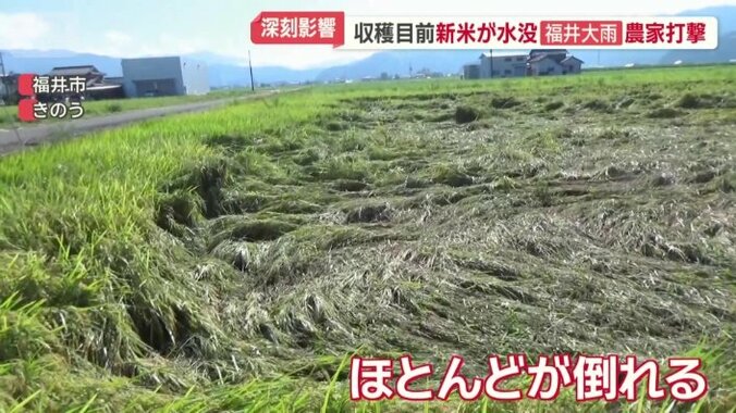 ほとんどが倒れる