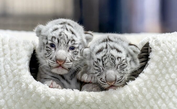 【写真・画像】＜※猛獣です＞ホワイトタイガーの写真集『とらのこ』が発売 Amazonペット部門で1位を獲得　1枚目