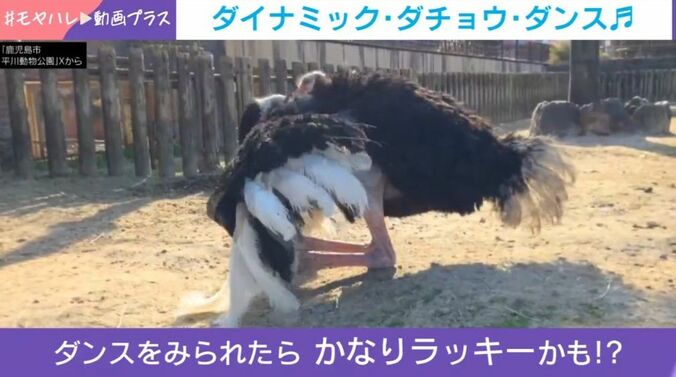 ダチョウ