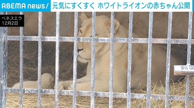 ホワイトライオンの赤ちゃんとお母さんライオン