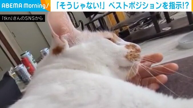 猫「違う違う！そうじゃない！」腕枕の“ベスポジ”指示に飼い主の手をガブガブする姿が話題 1枚目