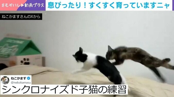 猫の磨崙と虔祷