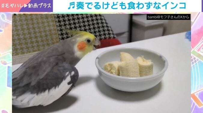 オカメインコ「ムギ」くん