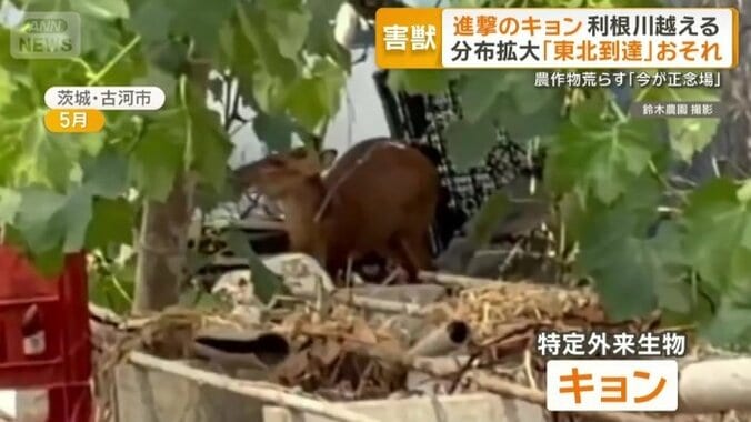 特定外来生物のキョン