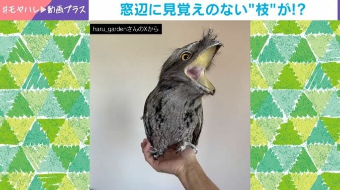 ガブリエルくん