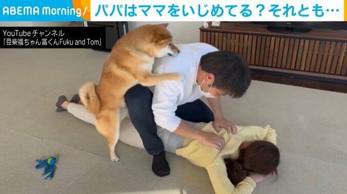 マッサージを“いじめ”と勘違いして止めに入る柴犬に反響 「守ろうとするの可愛すぎ」 1枚目