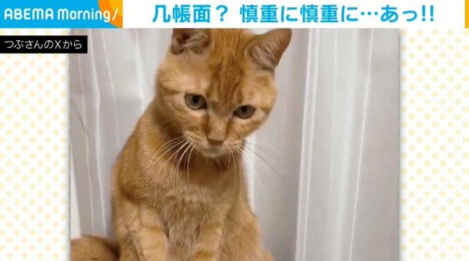 猫のつぶちゃん（3歳）