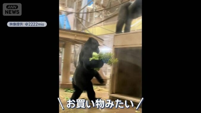キャベツを抱えるアイ