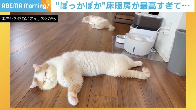 猫のひるねくん