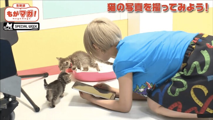 最上もが、ネコに夢中になりすぎて生放送が放送事故レベル