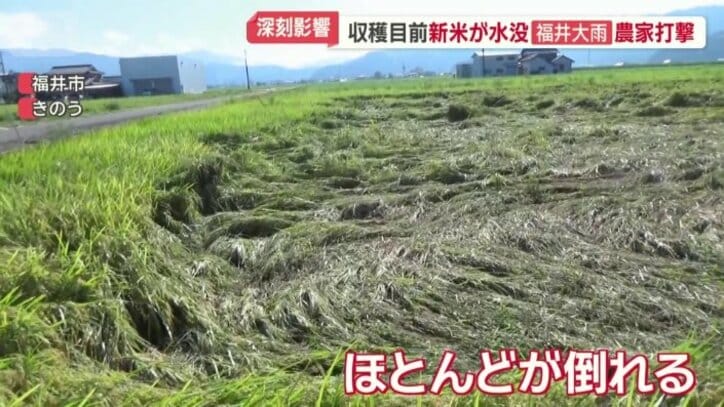 ほとんどが倒れる