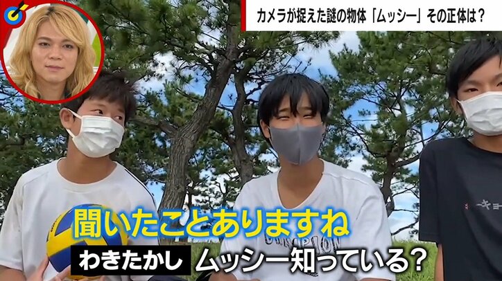 川の河口に謎の物体が出現 カメラが捉えた証拠映像に反響と憶測広がる 「UMA、アシカ、アザラシ、波…」専門家の見解は?