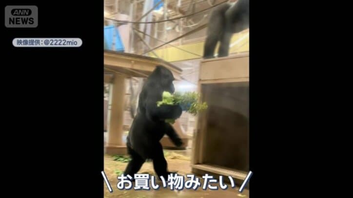 キャベツを抱えるアイ