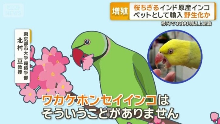 「花をむしり取ってそこから蜜を吸う」