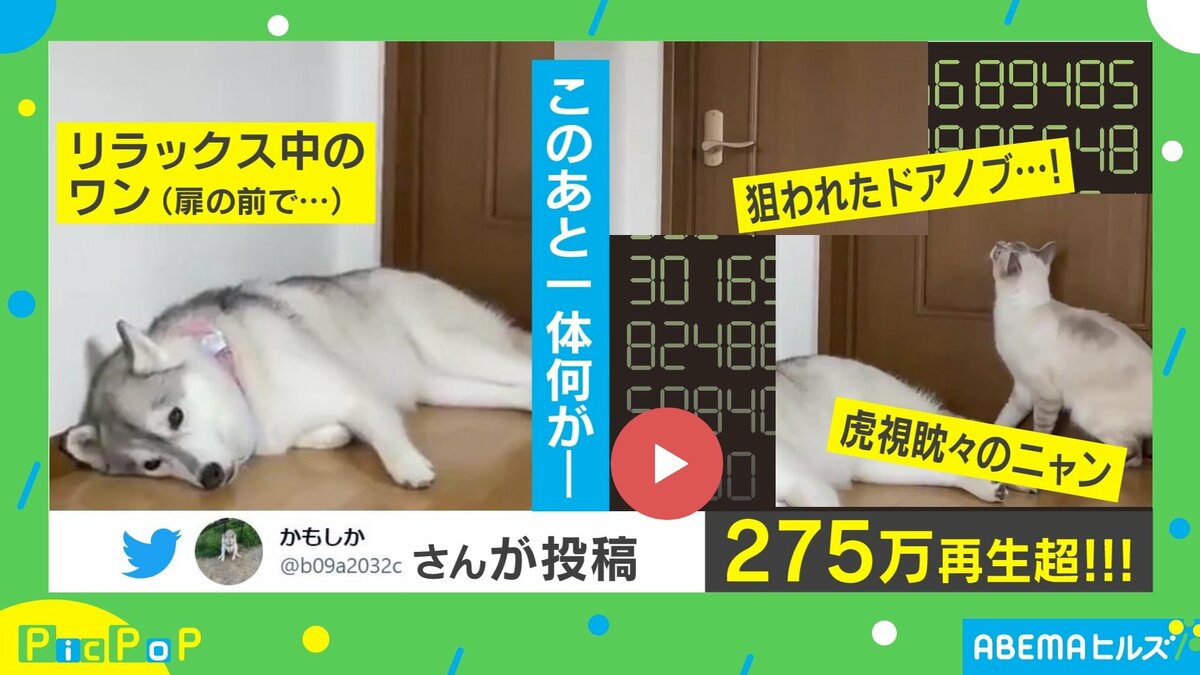 約280万再生超え！理不尽な猫パンチに犬がとった行動「懐の深さ見習い