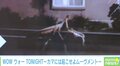 勝てる気がしない…“巨大カマキリ”が街に出現? 反響に投稿者「困惑しています」