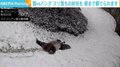 雪の斜面に後頭部からダイブ！ 大はしゃぎのパンダに「楽しそう」「人入ってるでしょw」