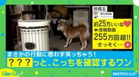 【映像】回って…確認するワン！ 柴犬の表情が可愛すぎる