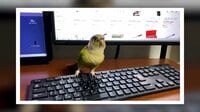 ケージから出て…インコ喜びの舞【SNS 166万回再生】