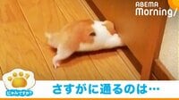【映像】隙間に挟まる必死な姿のハムスター