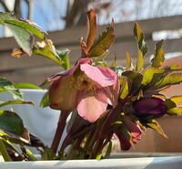 研ナオコ『ダイソー』