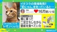 家族思いのネコ2匹が猛クレーム！ 叱った後は…飼い主「おやつで和解」