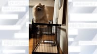 【映像】驚異的ジャンプ力を見せる犬
