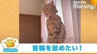 【映像】毛づくろいに強めなクセがある猫 毎朝見せる“シュールすぎる珍行動”が話題