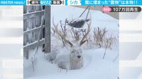【映像】雪に埋もれてしまったエゾシカの衝撃映像