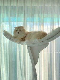 くみっきー『妊娠初期のきもち。』