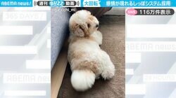 喜びを表現…！尻尾をプロペラのようにブンブン回すトイプードルに「飛んでいきそうだぞ」「モーターボート並の推進力がありそう」と話題沸騰