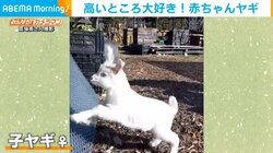 赤ちゃんヤギが生後1週間で金網登りをマスター 見事なバランス感覚に飼い主驚愕「今までで一番成長が早い」