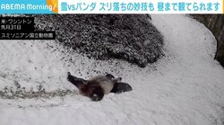 雪の斜面に後頭部からダイブ！ 大はしゃぎのパンダに「楽しそう」「人入ってるでしょw」