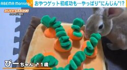 おやつよりもニンジン!? おもちゃに夢中なウサギの“天真爛漫な姿”に飼い主ほっこり
