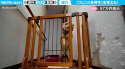 北斗百烈“犬”！ケンシロウばりの素早いパンチで、フェンスを押す柴犬の『オカエリの儀』に「鳴き声もかわいいw」「飼い主さんが帰ってきたの本当に嬉しいんだね」と反響