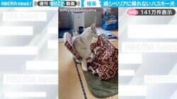 「もうシベリアには帰れない」コタツの“ベスポジを陣取る”シベリアンハスキーに「東北あたりも怪しい笑」「もはやハスキーでもないのかも」と反響