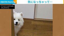 “チラチラ”のぞき見する犬 ご飯の準備中にする行動に「可愛いらしさ100%」「優しい気遣いをしてくれる子」と反響