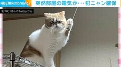 消したはずの電気がついてる!? 犯行の決定的瞬間を激写された猫はフリーズ